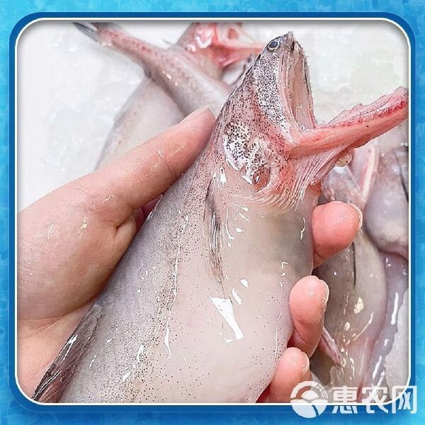 龍頭魚的價格是多少？