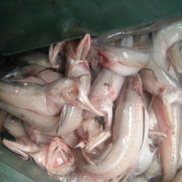 龍頭魚的價格是多少？