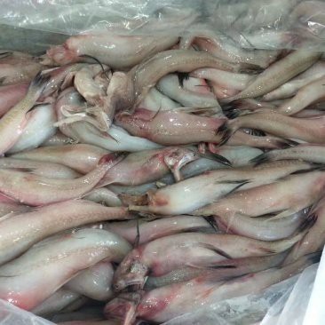 龍頭魚的價格是多少？
