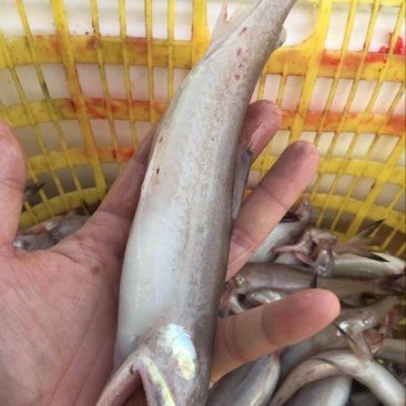 龍頭魚的價格是多少？
