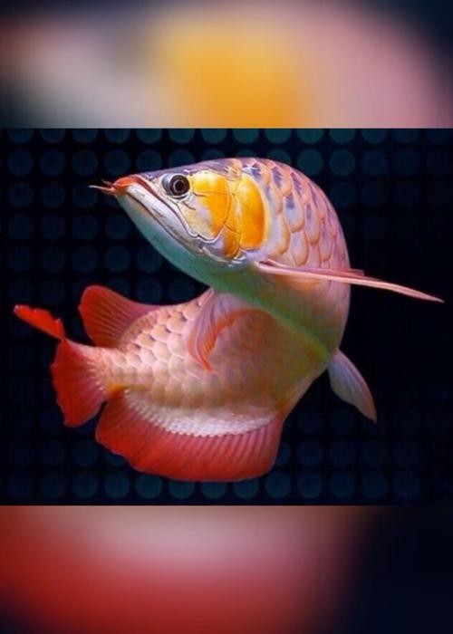 有沒有更多超美龍魚壁紙推薦？