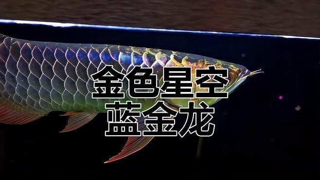 如何挑選高質量的24k金頭過背金龍魚？