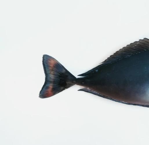 短吻鼻魚的圖片