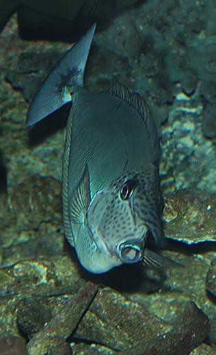 短吻鼻魚的圖片