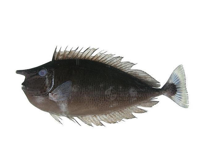 短吻鼻魚的圖片