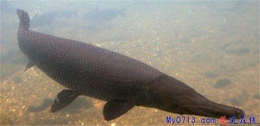短吻鼻魚的圖片