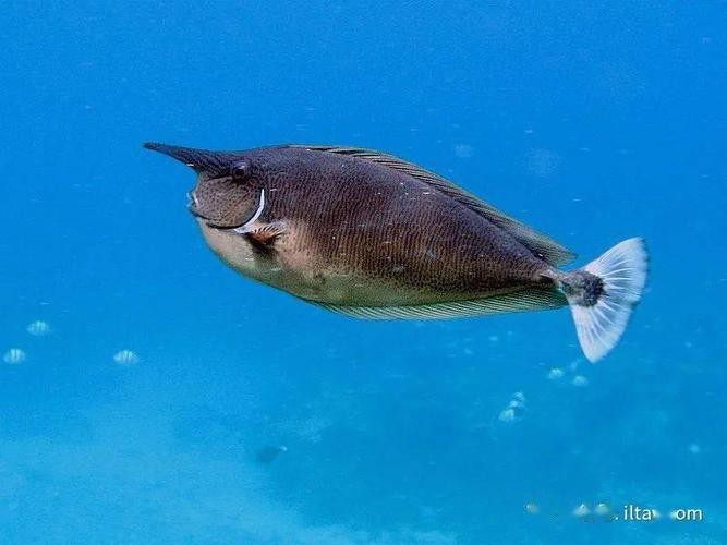 短吻鼻魚的圖片