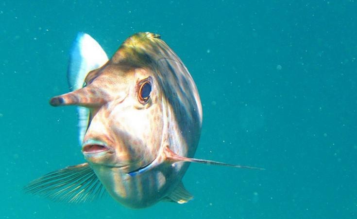 短吻鼻魚的圖片