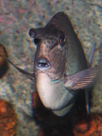 短吻鼻魚的圖片