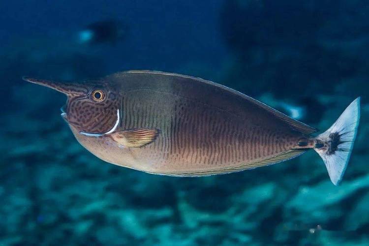 短吻鼻魚的圖片
