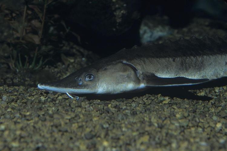 短吻鼻魚的圖片