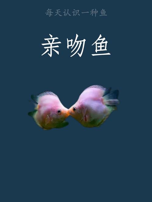 短吻鼻魚的圖片
