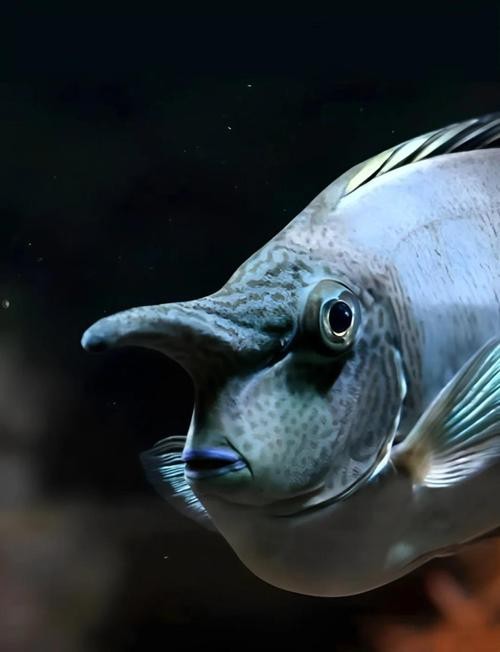 短吻鼻魚的圖片