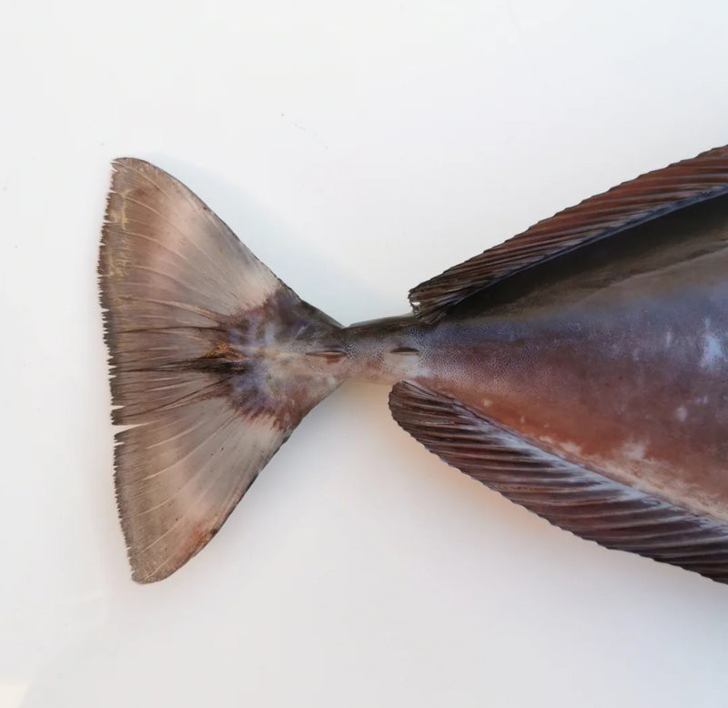 短吻鼻魚的圖片