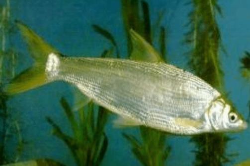 短吻鼻魚的圖片