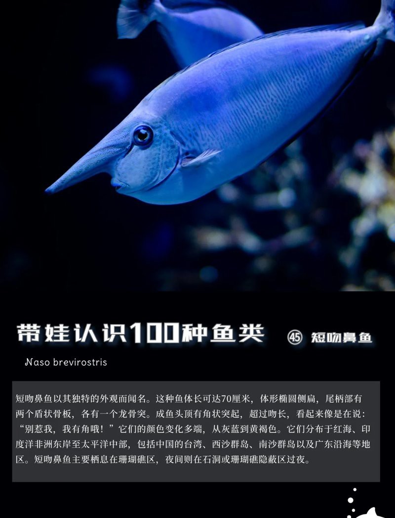 短吻鼻魚的圖片