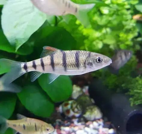 短吻鼻魚的圖片