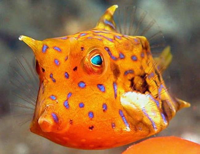 短吻鼻魚的圖片