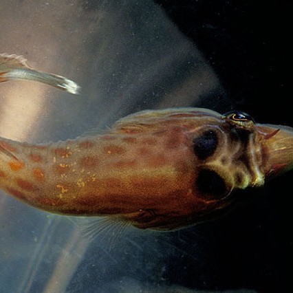 短吻鼻魚的圖片