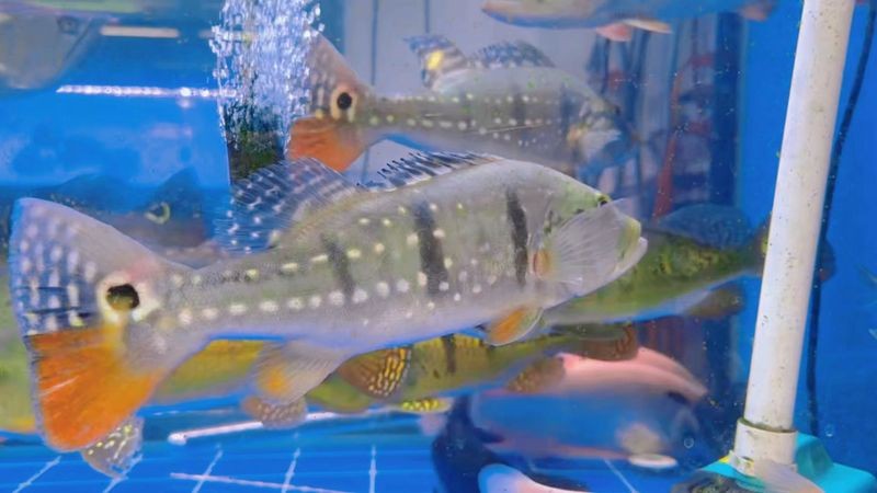 帝王三間魚多大能起頭