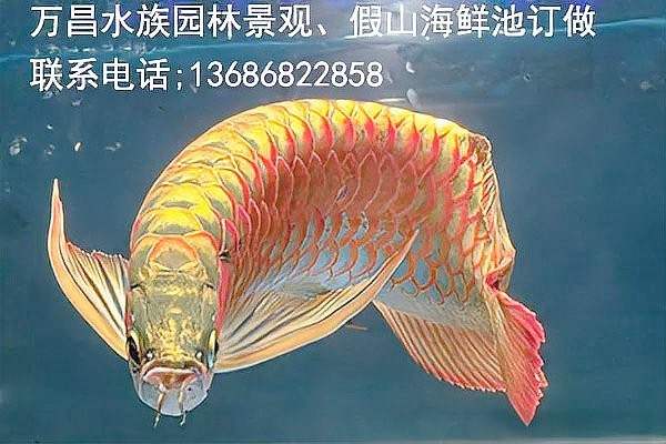 紅龍魚為何沒人敢吃