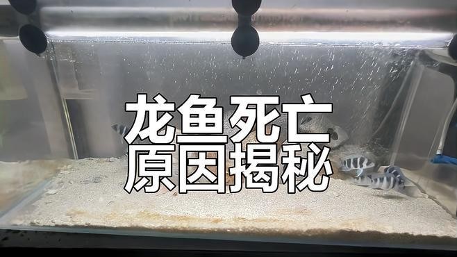 龍魚和薩伊藍混養需要哪些注意事項？
