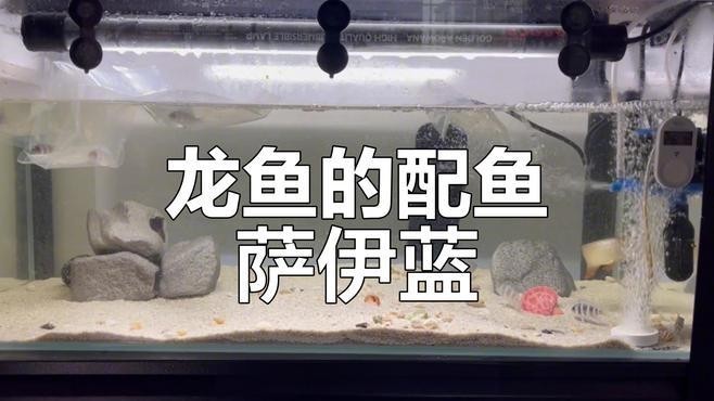 龍魚和薩伊藍混養需要哪些注意事項？