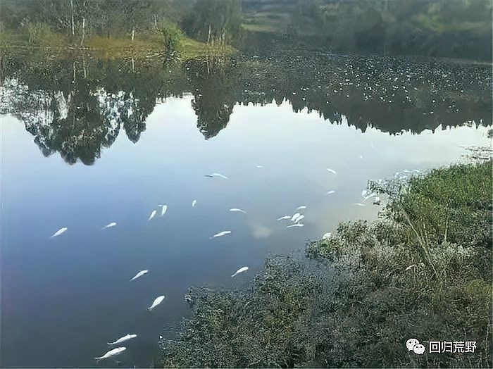 甲氰菊酯毒魚能吃嗎