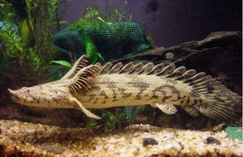 虎斑恐龍魚視頻大全圖片高清