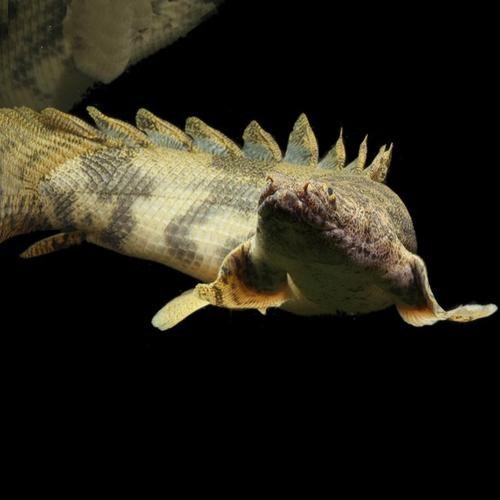 虎斑恐龍魚視頻大全圖片高清
