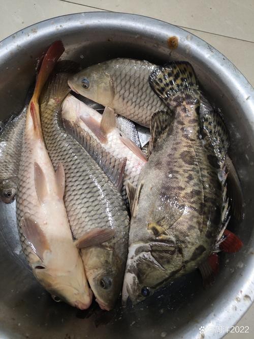 虎斑恐龍魚視頻大全圖片高清