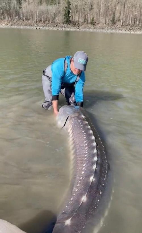 虎斑恐龍魚視頻大全圖片高清