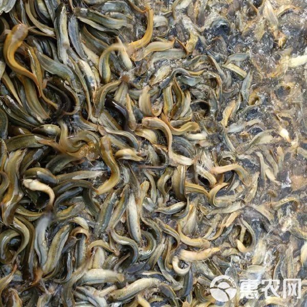 鯰胡子魚多少錢一斤