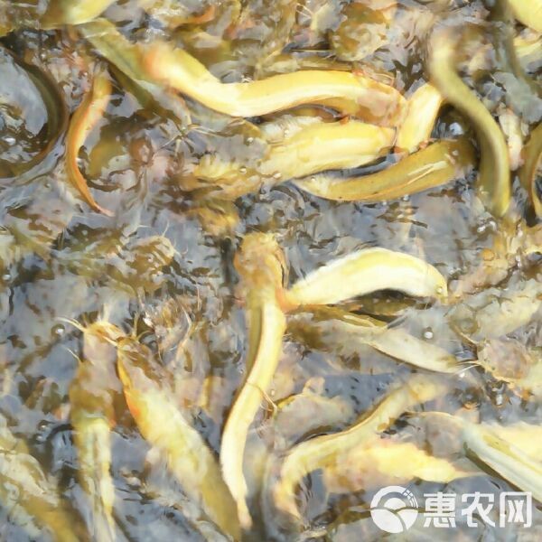 鯰胡子魚多少錢一斤