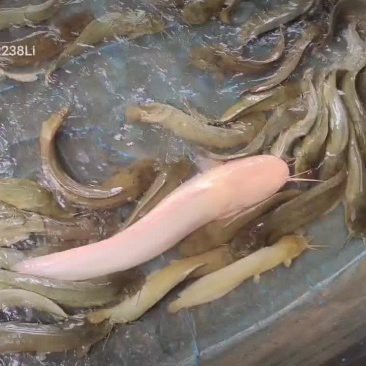 鯰胡子魚多少錢一斤