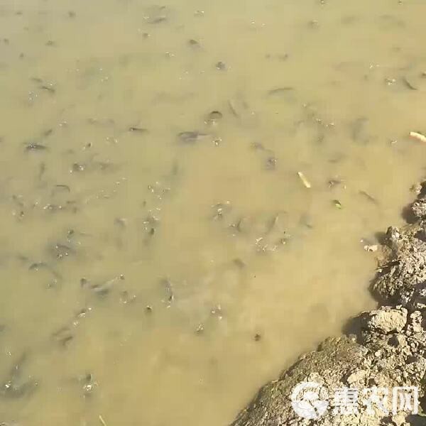 鯰胡子魚多少錢一斤