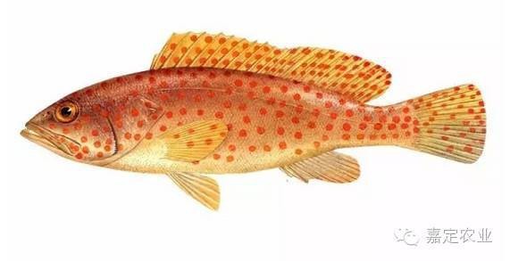 石斑魚產地在哪里