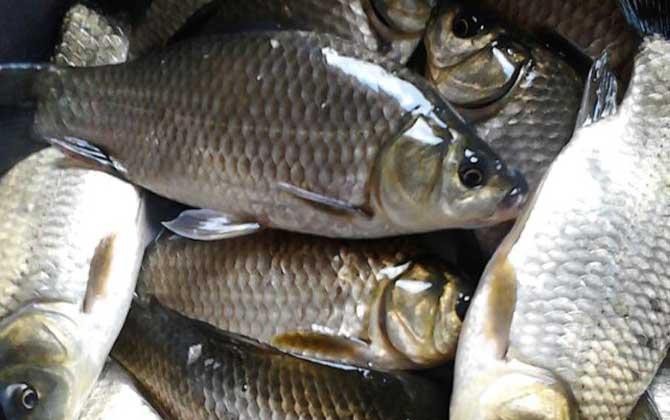 全國十大魚糧