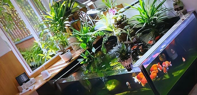 一米魚缸養20公分錦鯉多少條 一米魚缸養20公分錦鯉多少條 龍魚論壇 第2張