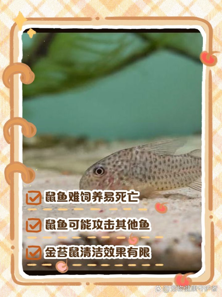 鼠魚為什么不建議養(yǎng)