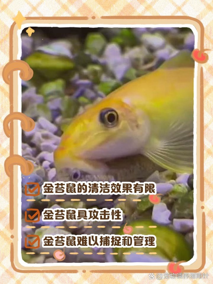 鼠魚為什么不建議養(yǎng)