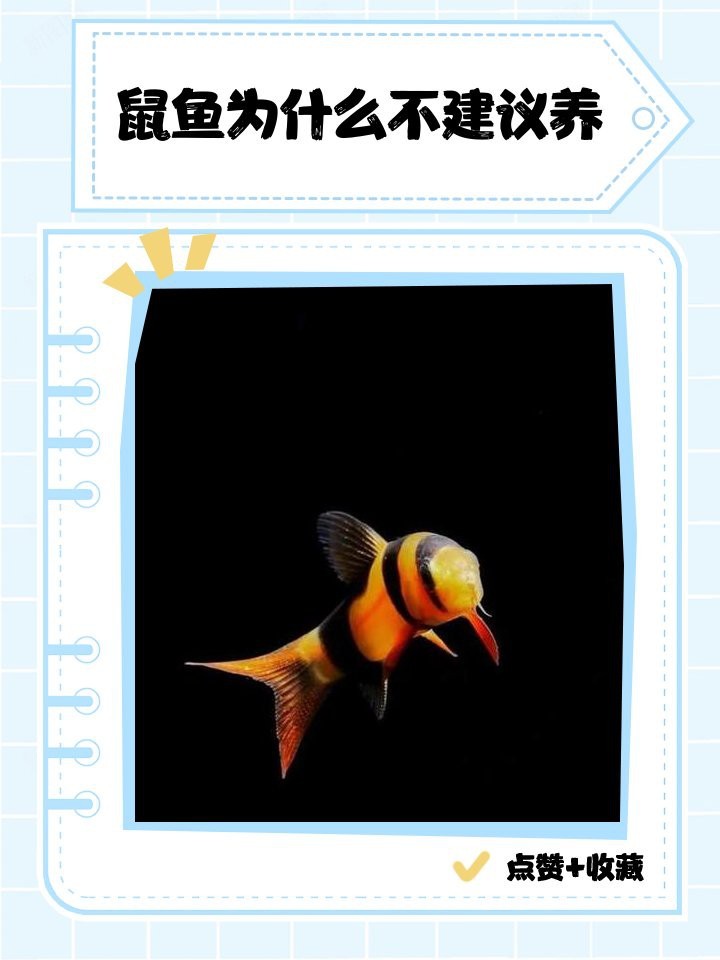 鼠魚為什么不建議養(yǎng)