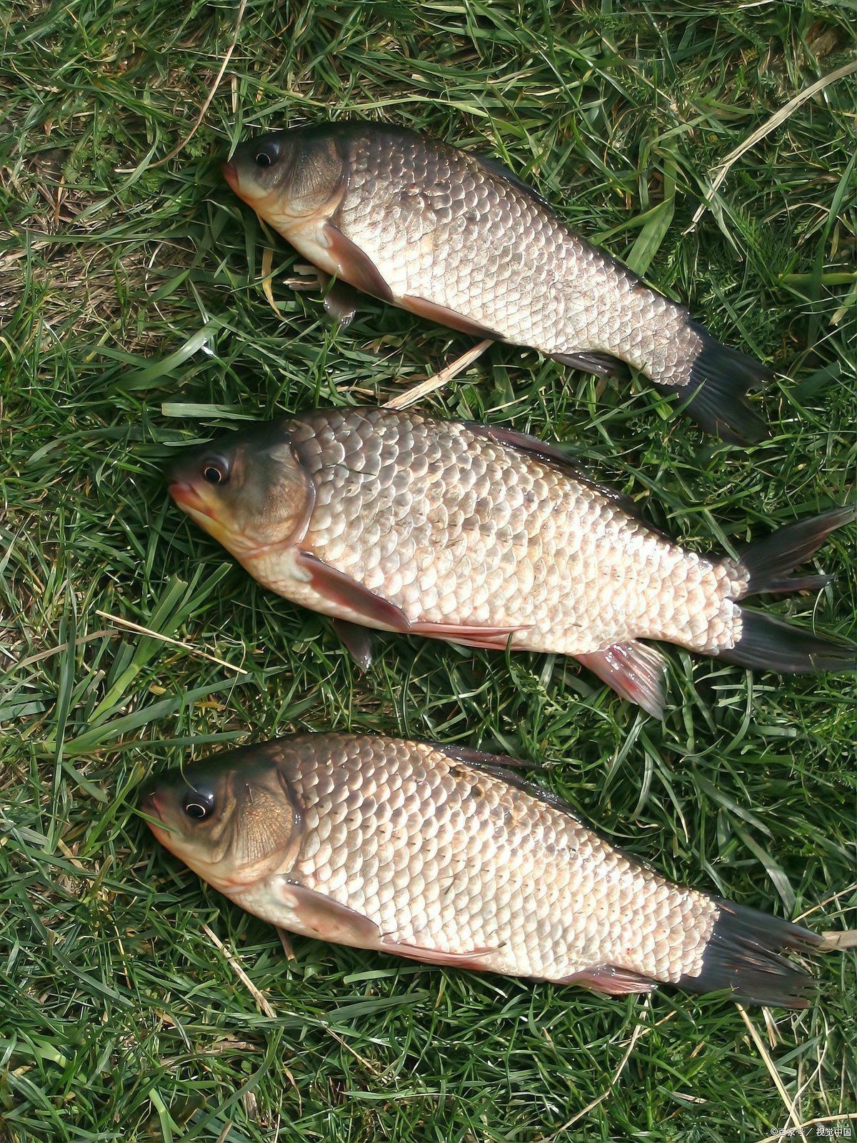 鯽魚餌料排名第一名