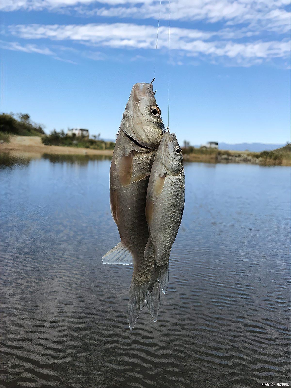 鯽魚餌料排名第一名