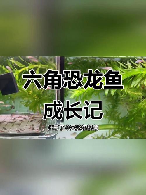 恐龍魚長大是什么樣的圖片和視頻大全