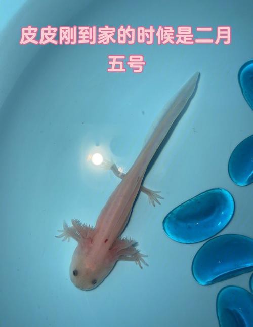 恐龍魚長大是什么樣的圖片和視頻大全