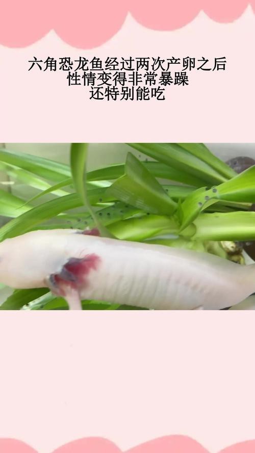 恐龍魚長大是什么樣的圖片和視頻大全