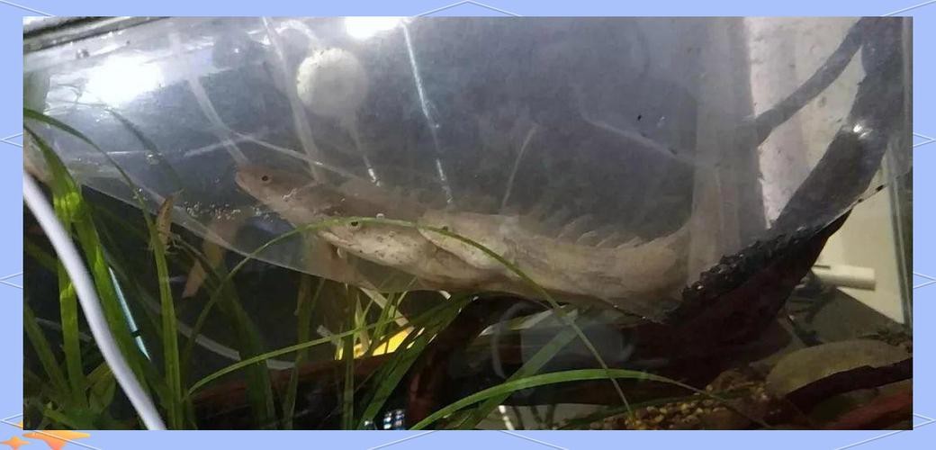 恐龍魚長大是什么樣的圖片和視頻大全