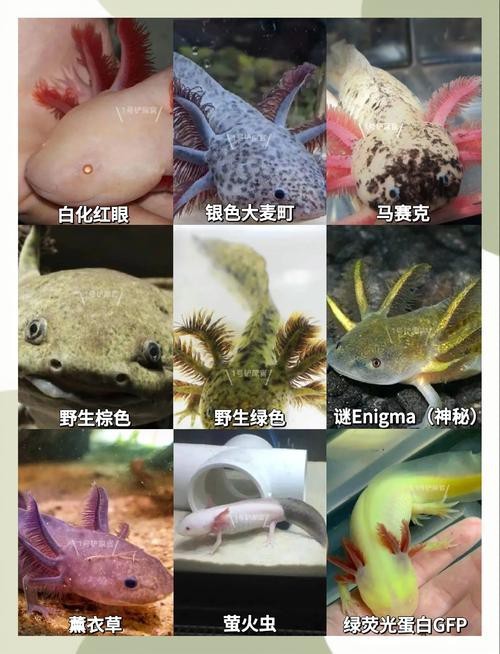 恐龍魚長大是什么樣的圖片和視頻大全
