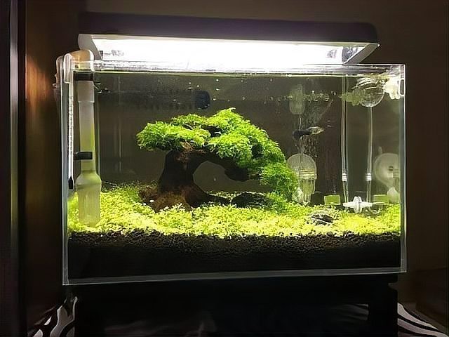 60X40X45的魚缸好看嗎